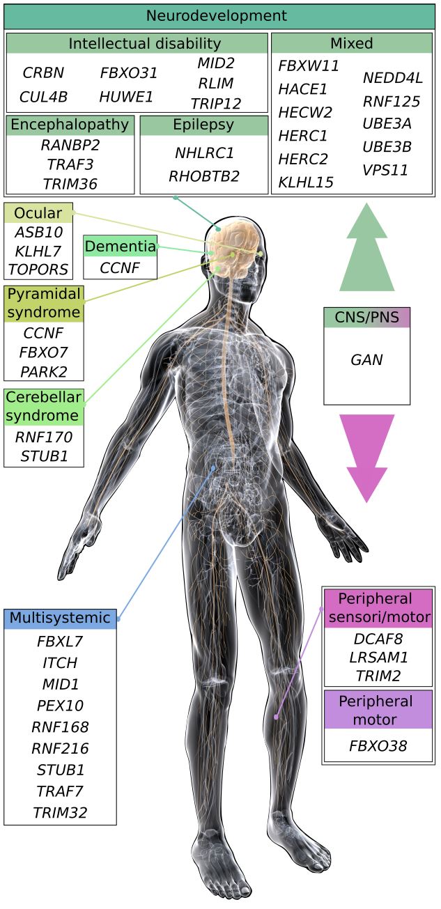 E3 Ubiquitin Ligases in Neurological Diseases: Focus on Gigaxonin and Autophagy